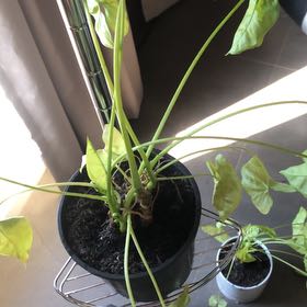 Photo of the plant species Arrowhead Plant by @RegnantFilbert named Zion on Greg, the plant care app