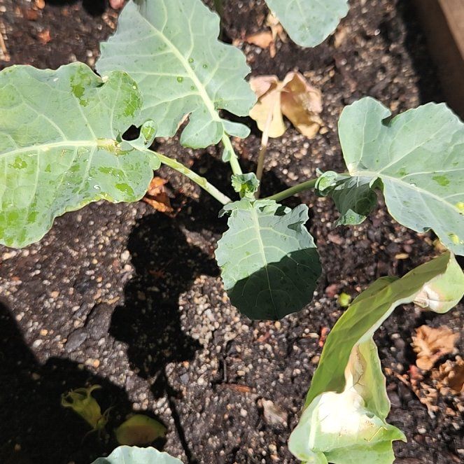 Photo of the plant species Cabbage by @EarthyDeathcap named Dolores on Greg, the plant care app