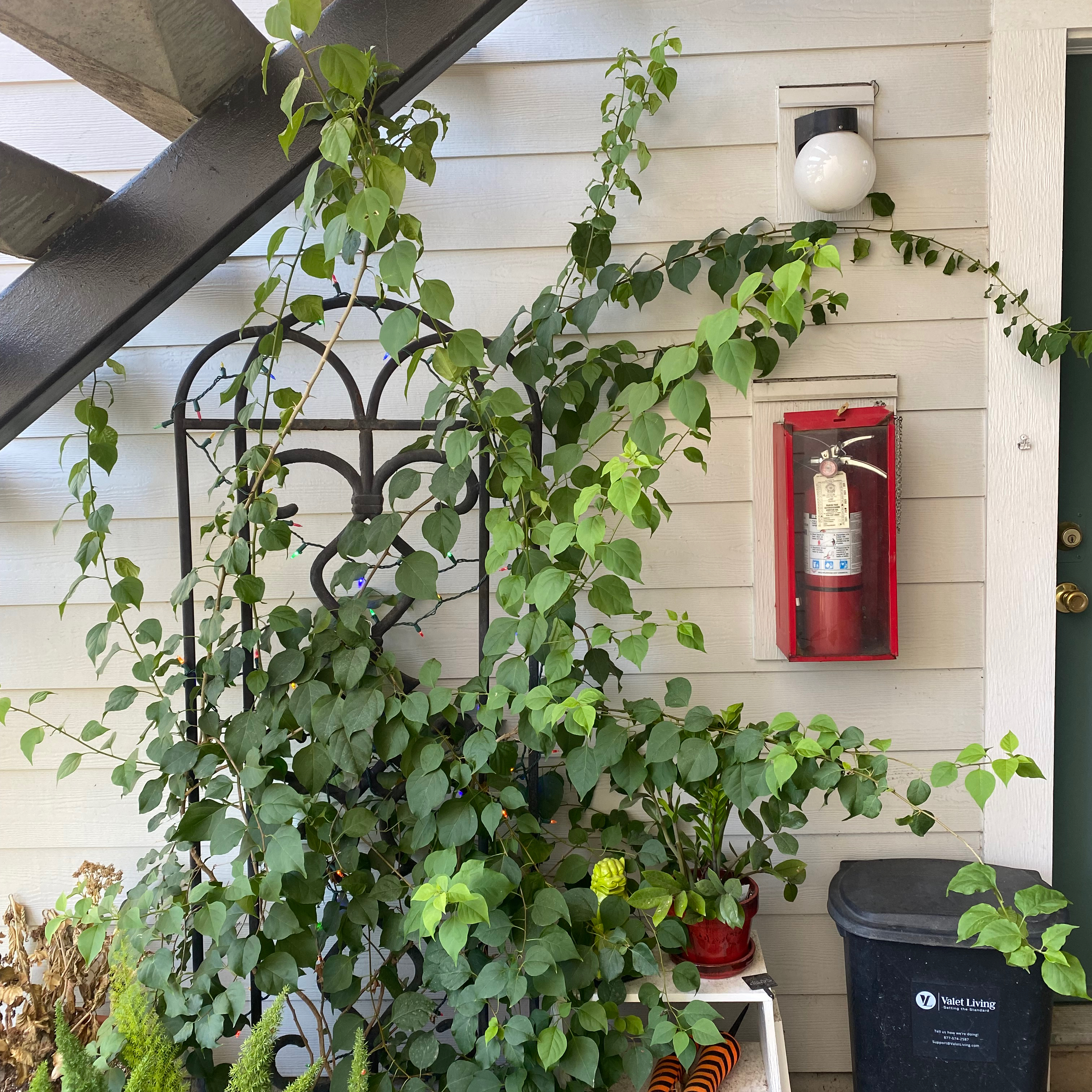 Bougainvillea plant growing against a wall with a trellis, surrounded by other plants and a fire extinguisher.