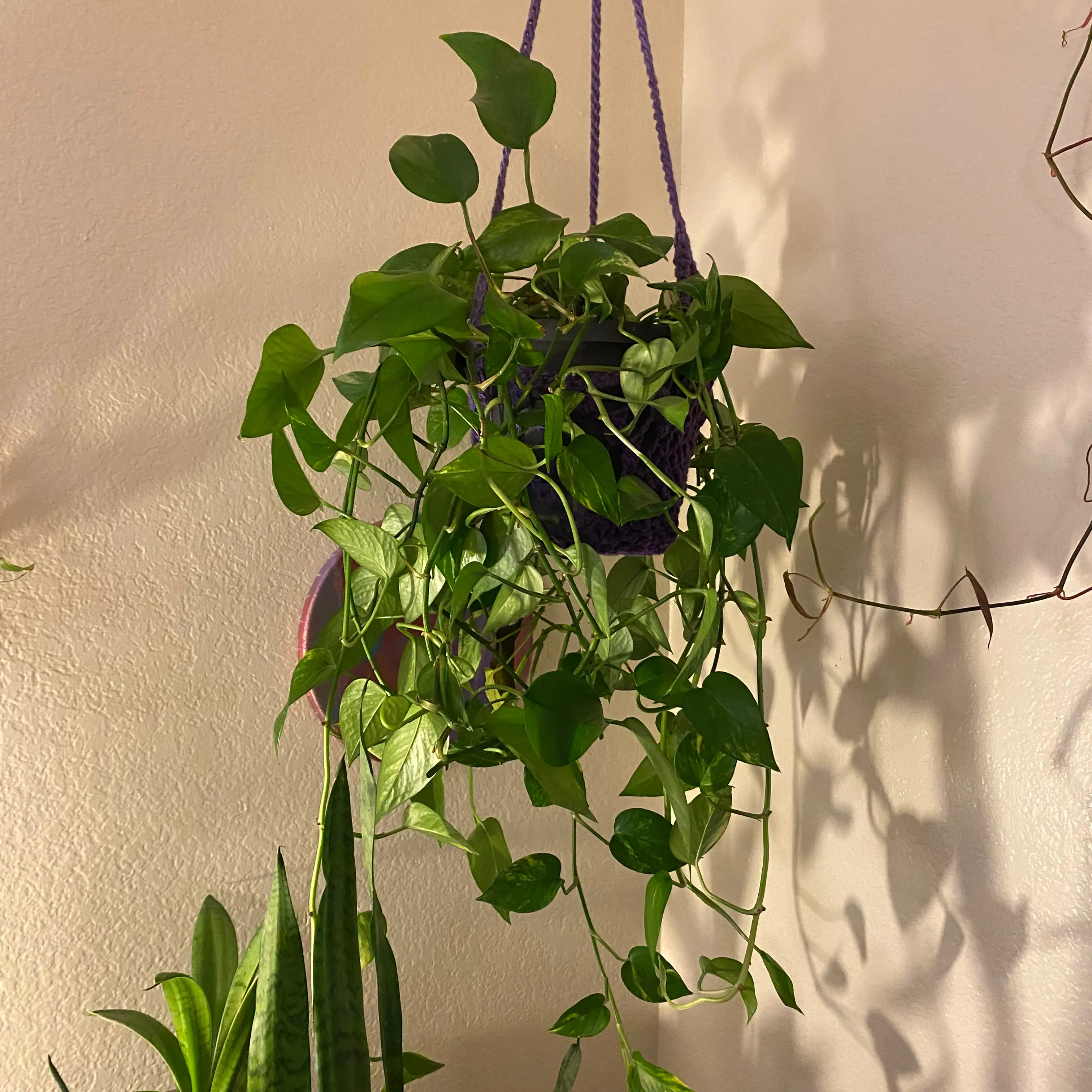 Hanging Hawaiian Pothos plant with green leaves, healthy appearance.