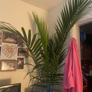 Majesty Palm plant in Orangevale, California