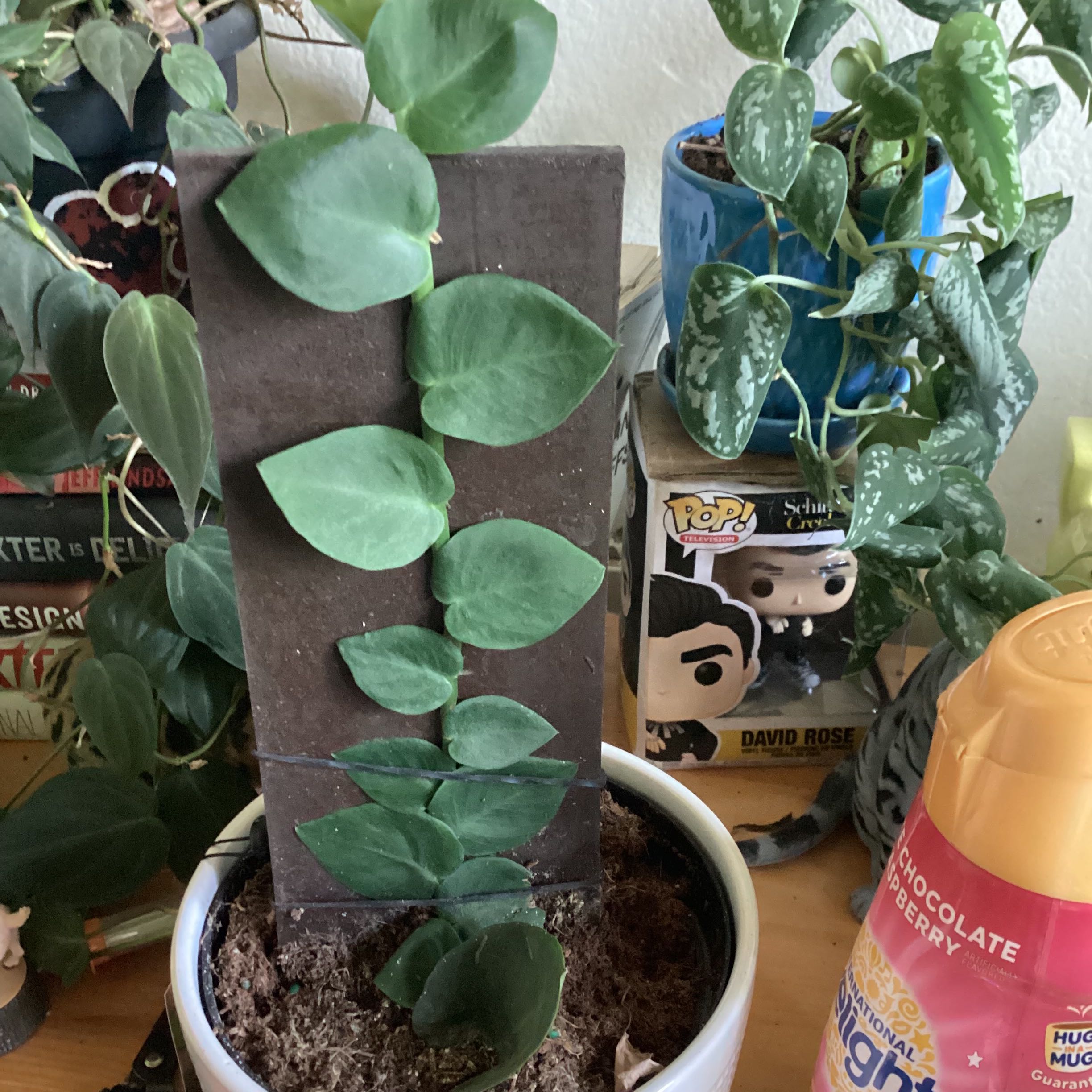 Rhaphidophora hayi plant growing vertically on a support, surrounded by other plants and objects.