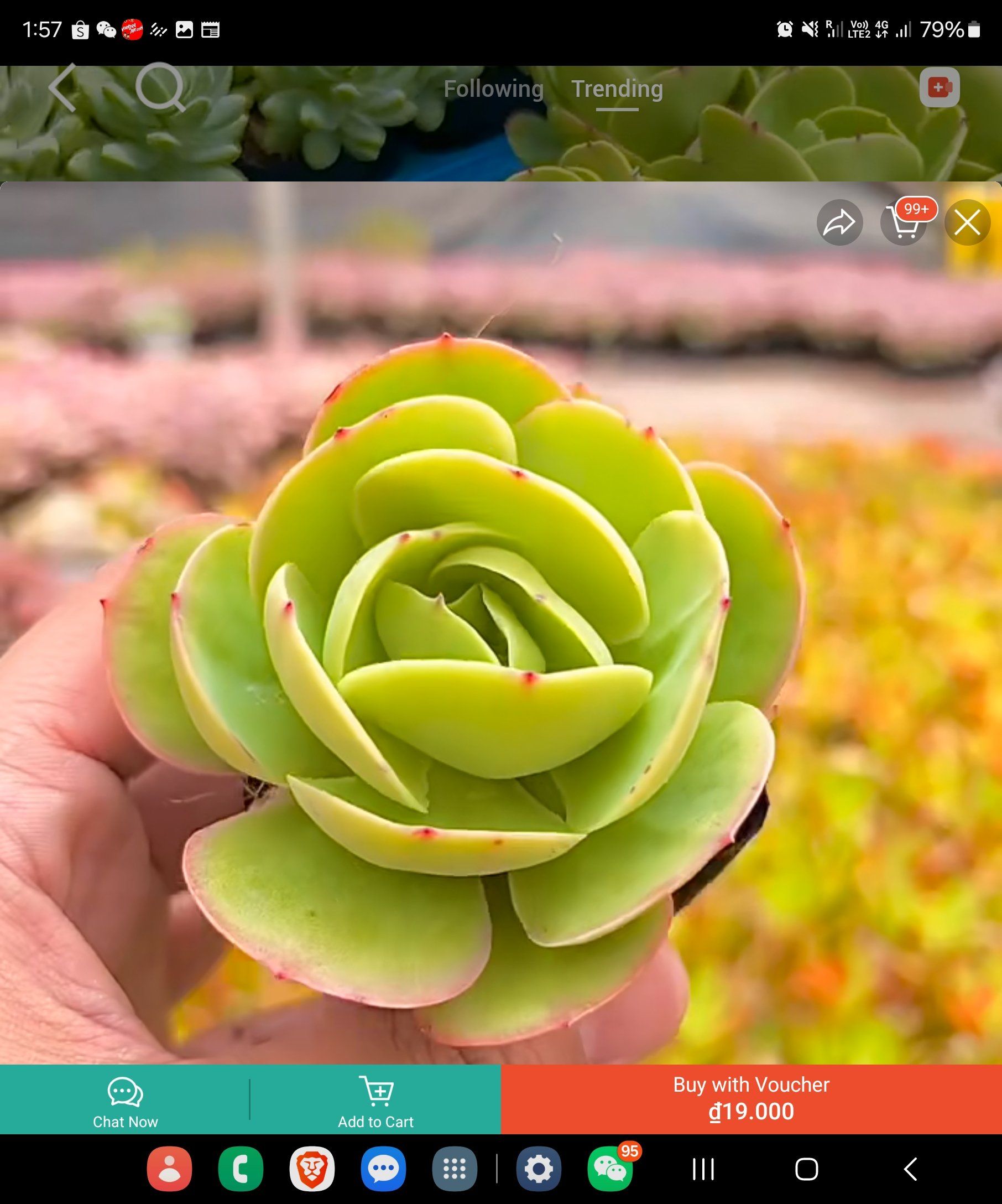 Photo of the plant species Pink Lola by @FineAlocasia42 named Xena on Greg, the plant care app