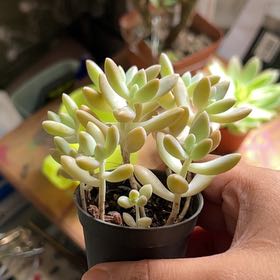 Photo of the plant species Graptopetalum 'Mirinae' by @ChicMinipumpkin named Osmo on Greg, the plant care app