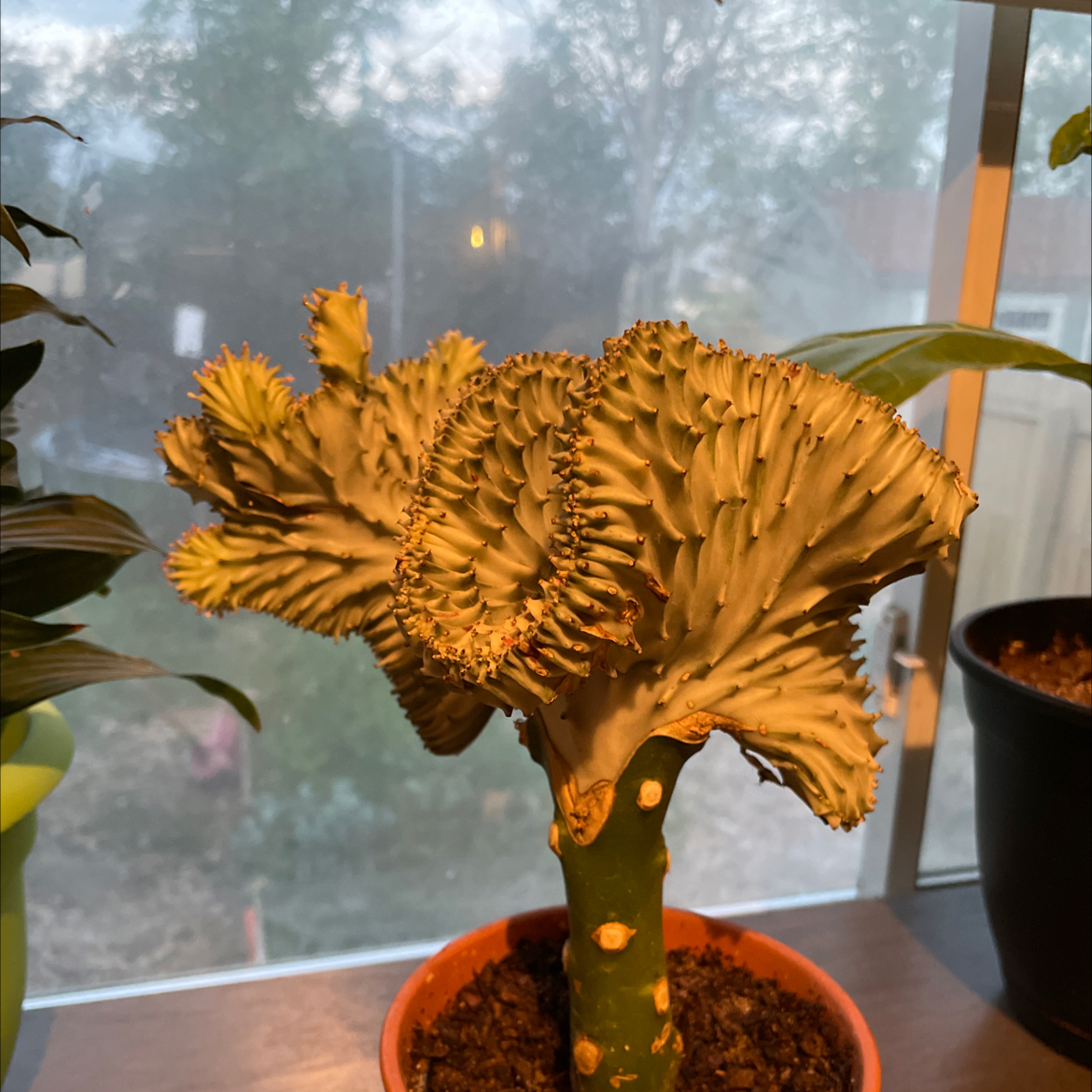 Candelabra Cactus in a pot on a windowsill, with soil visible and no signs of disease.