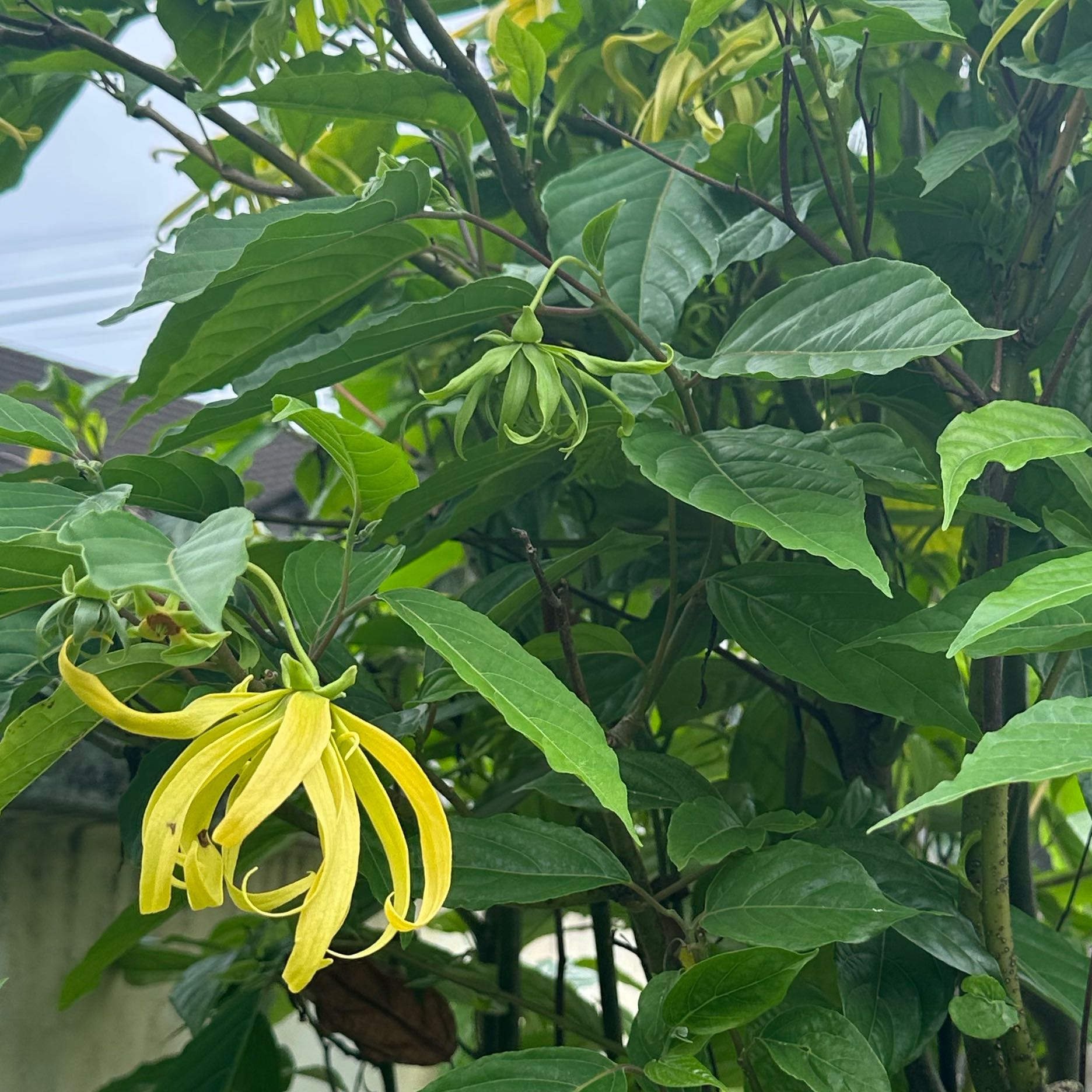Photo of the plant species Cananga Tree by @PureWhiskfern named Pax on Greg, the plant care app