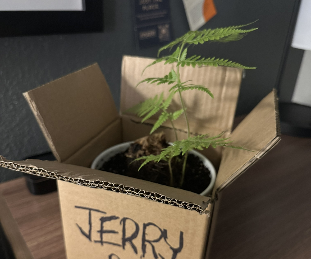 Photo of the plant species Hen and Chicken Fern by @SUPERSALADGREG named Jerry on Greg, the plant care app