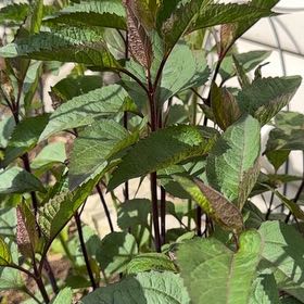 Photo of the plant species Smooth Oxeye by @HighestEndive88 named Sherlock on Greg, the plant care app