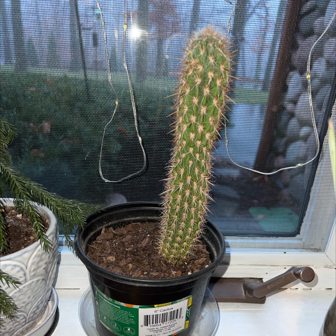 Photo of the plant species Blue Torch Cactus by @FunBlackmustard named Dax on Greg, the plant care app