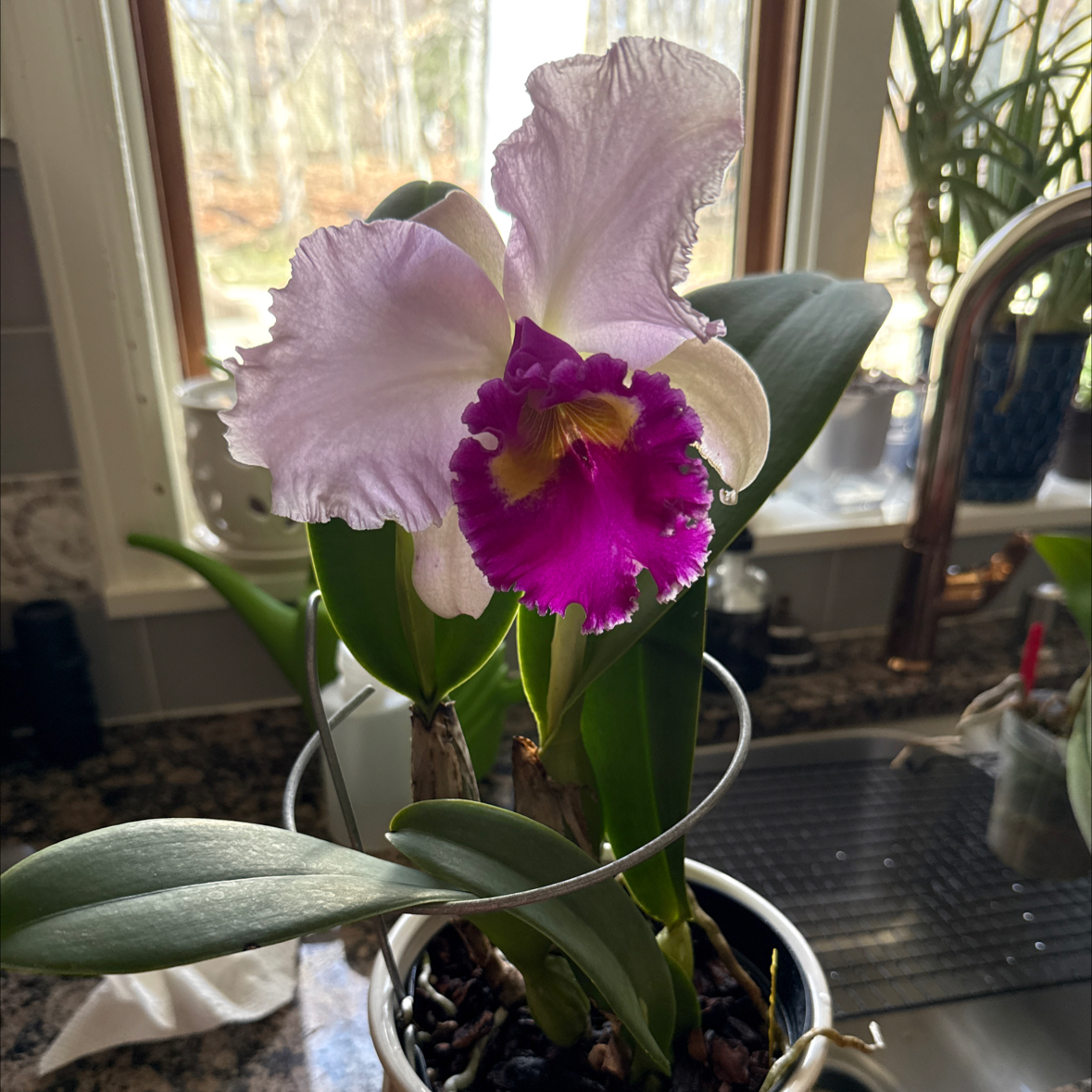 Photo of the plant species Cattleya Orchid by @FunBlackmustard named Apollo on Greg, the plant care app