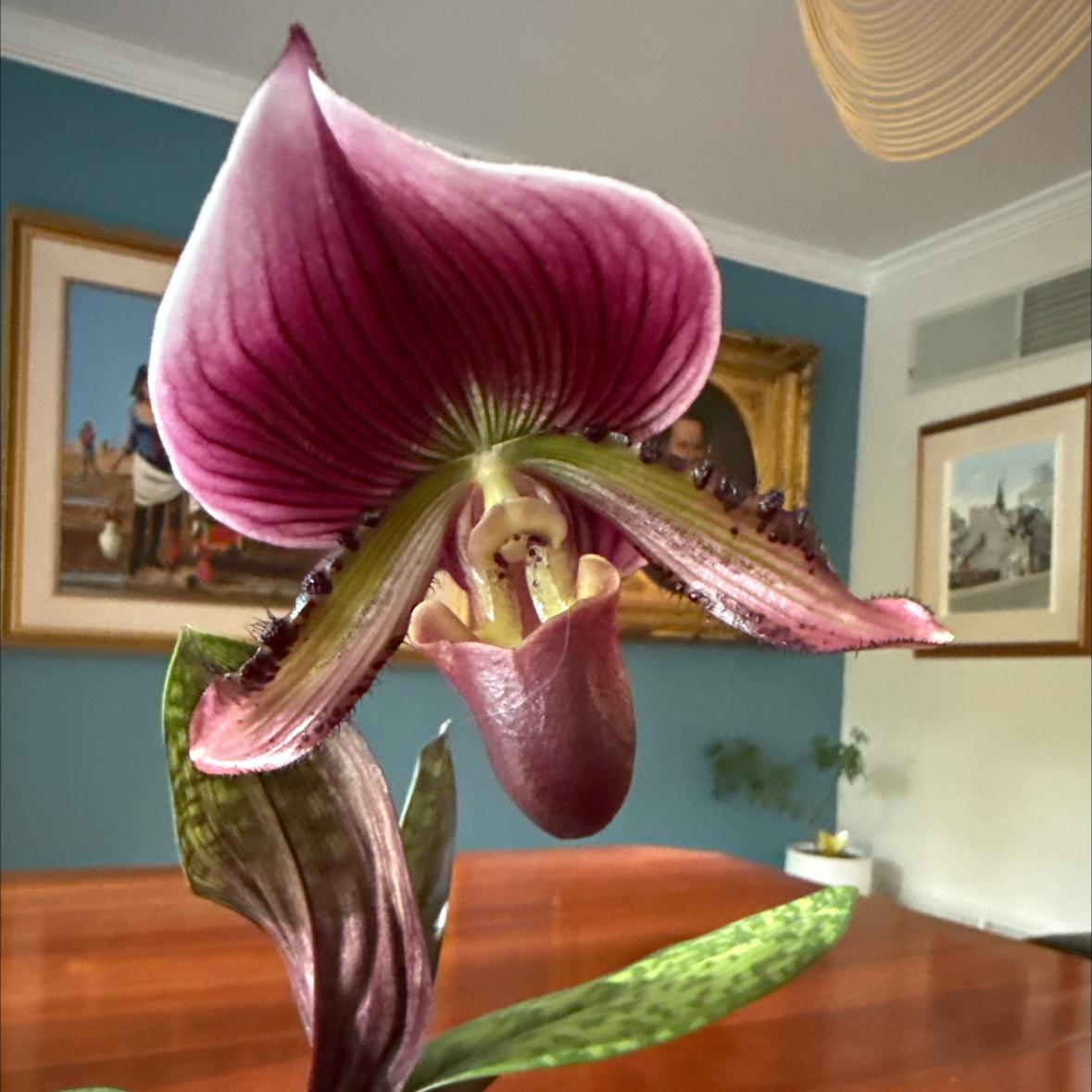 Photo of the plant species Paphiopedilum 'Plum' by @FunBlackmustard named Beckham on Greg, the plant care app