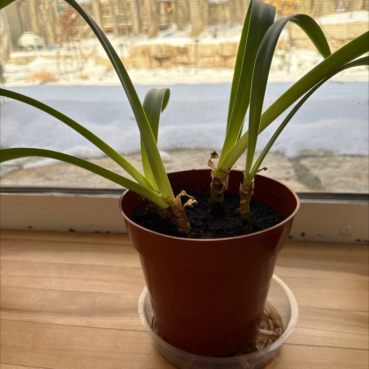 Photo of the plant species Apple Blossom Amaryllis by @FunBlackmustard named Winston on Greg, the plant care app