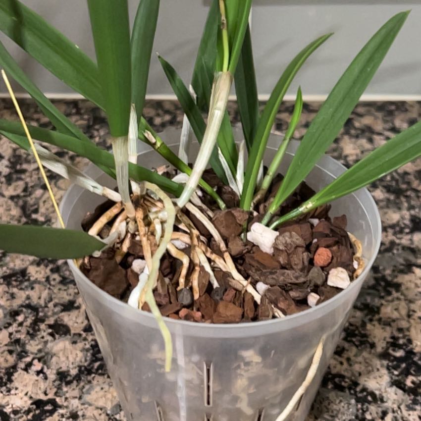 Photo of the plant species Lady of the Night Orchid by @FunBlackmustard named Luna on Greg, the plant care app