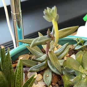 Photo of the plant species Lenophyllum latum by @FunBlackmustard named Bruce Lee on Greg, the plant care app
