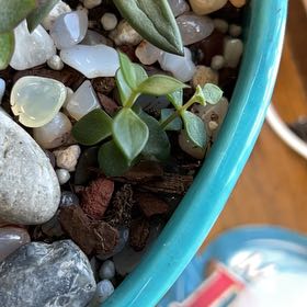 Photo of the plant species kiwi aeonium by @FunBlackmustard named Hemmingway on Greg, the plant care app