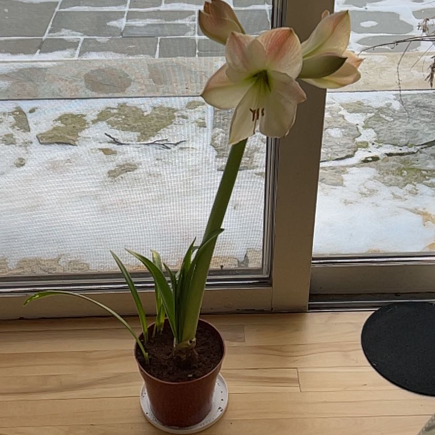 Photo of the plant species Apple Blossom Amaryllis by @FunBlackmustard named Surya on Greg, the plant care app