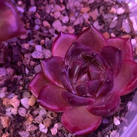 Photo of the plant species Daredevil by @MajordomoCorn named Sage on Greg, the plant care app