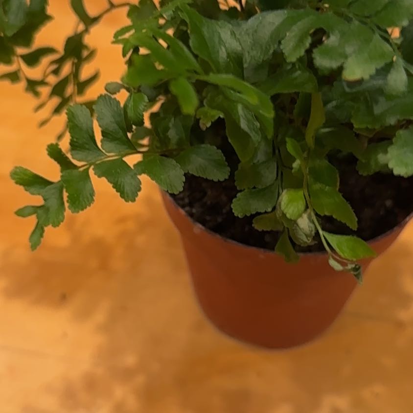 Photo of the plant species Mahogany Fern by @WinsomeLionsear named Bieber on Greg, the plant care app