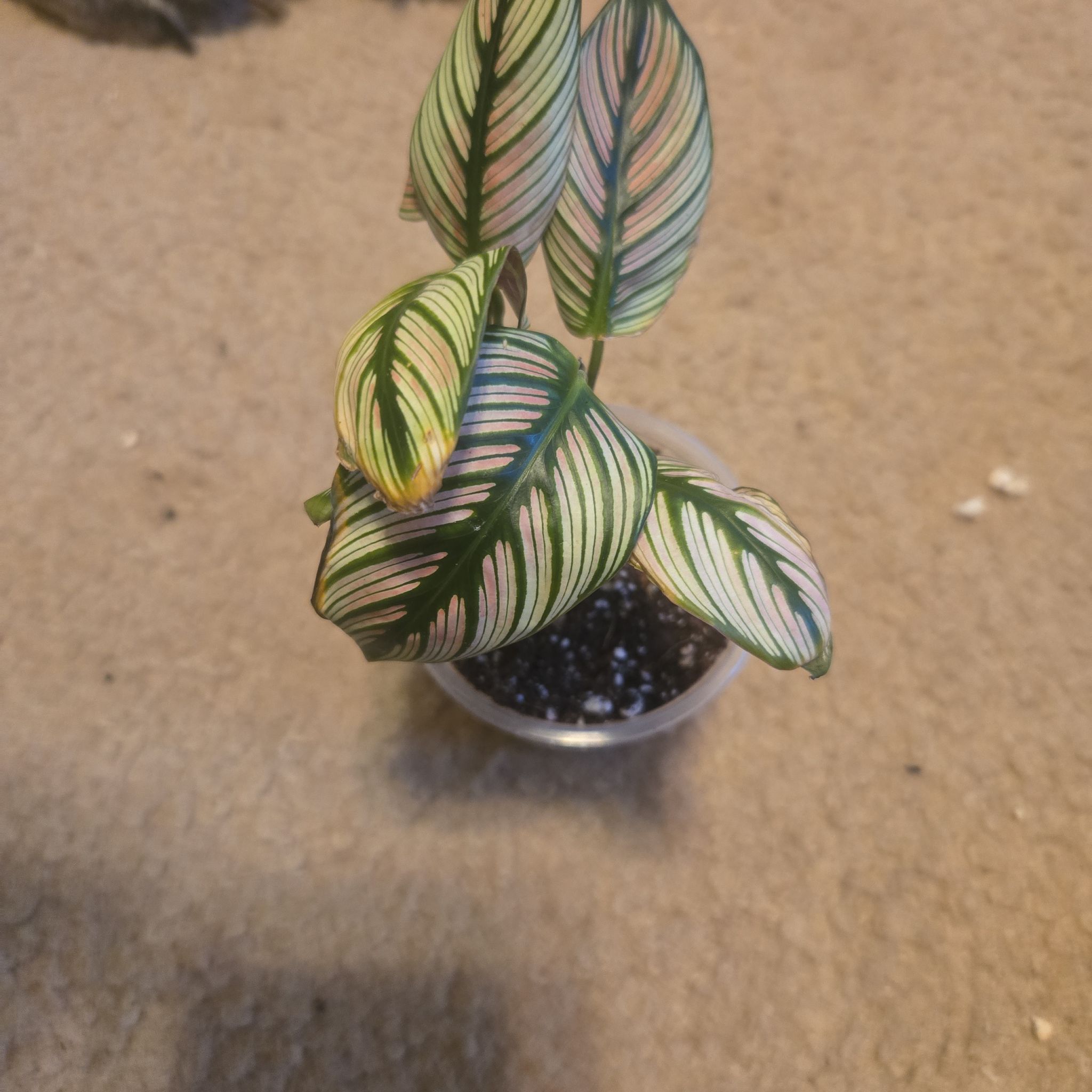 Photo of the plant species White Star by @NiceMinipumpkin named James Dean on Greg, the plant care app