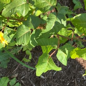 Photo of the plant species Poison Ivy by @NewPuriri93 named Osmo on Greg, the plant care app