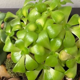 Photo of the plant species Oregon Stonecrop by @HumaneApple29 named Beckham on Greg, the plant care app