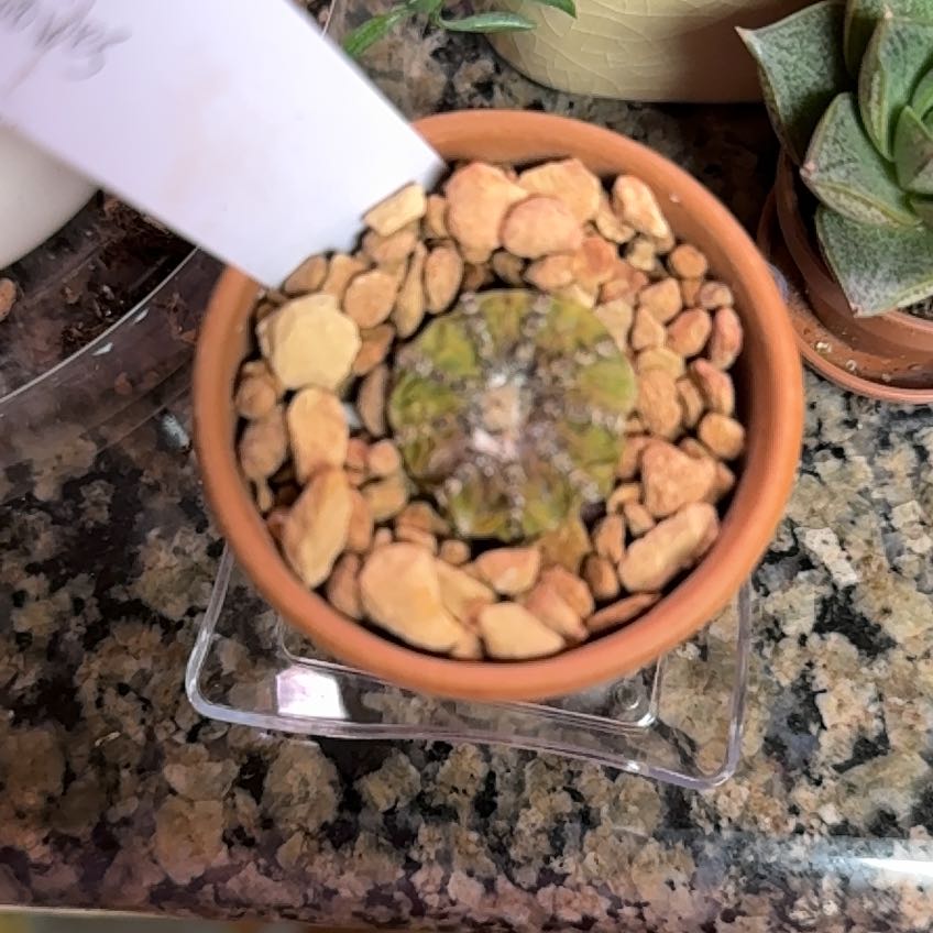 Photo of the plant species Pumpkin Shell Cactus by @PetHorsesteeth named Mando on Greg, the plant care app