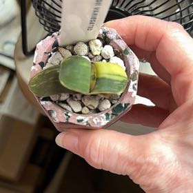 Photo of the plant species Flat-leaf Gasteria by @PetHorsesteeth named Bigleef Smalls on Greg, the plant care app