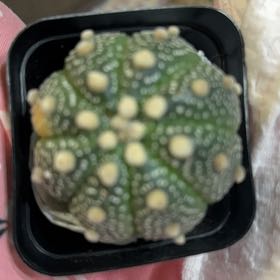 Photo of the plant species Astrophytum by @PetHorsesteeth named Leonardo on Greg, the plant care app