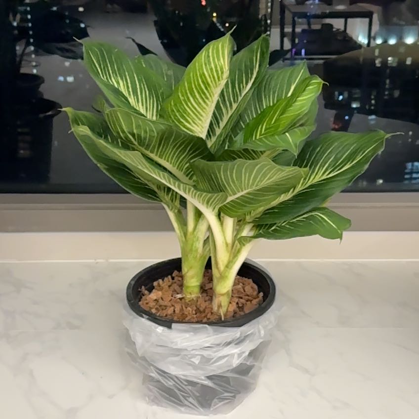 Photo of the plant species Dumbcane 'Delilah' by @ShapelyInchworm named Aristotle on Greg, the plant care app