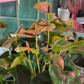 Photo of the plant species Flamingo Lily by @LeadRubberplant named Angie on Greg, the plant care app