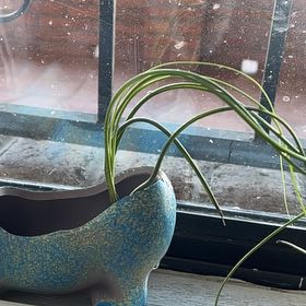 Photo of the plant species Airplant by @LeadRubberplant named Planty on Greg, the plant care app