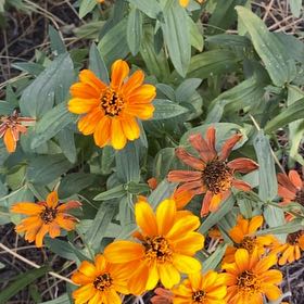 Photo of the plant species Slender Sunflower by @ElderWildcelery named Hemingway on Greg, the plant care app