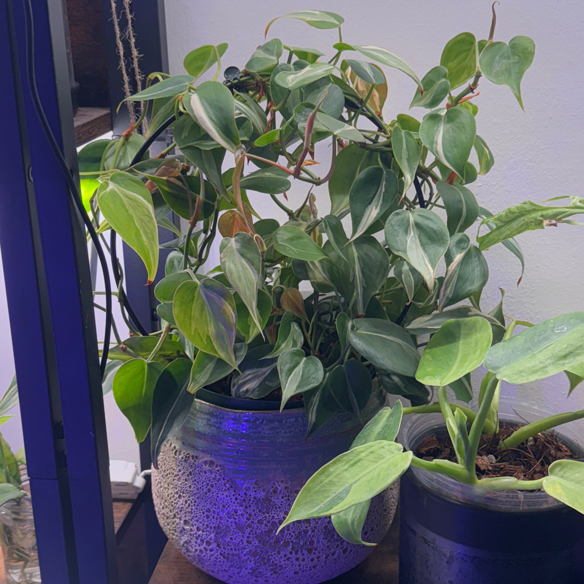Photo of the plant species Philodendron 'Rio' by Melanie named Your plant on Greg, the plant care app