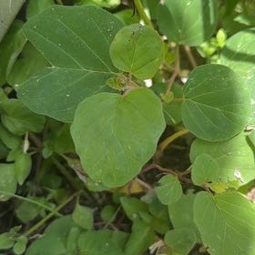 Photo of the plant species Wild Four O'Clock by @YernAlmondtree named Hamilton on Greg, the plant care app