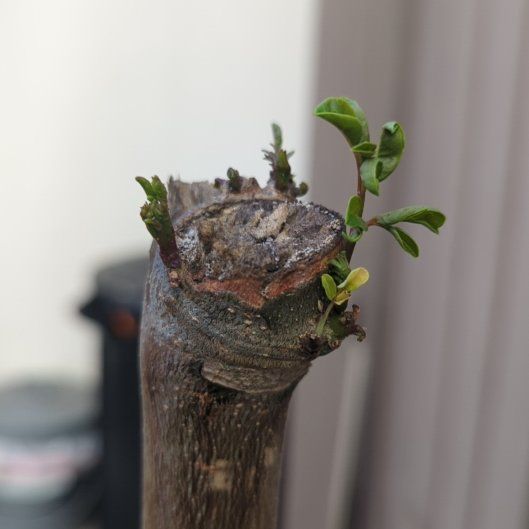 Photo of the plant species Moringa arborea by @SuppleBluebill named McKinley on Greg, the plant care app