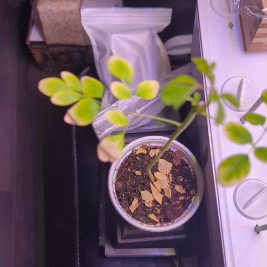 Photo of the plant species Moringa rivae by @SuppleBluebill named Denali on Greg, the plant care app