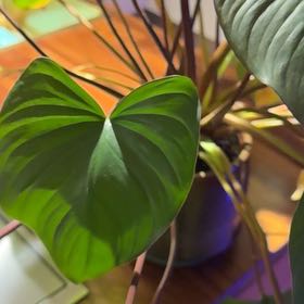 Photo of the plant species Homalomena Rubescens Pink Splash by @DollRedclover named Terra on Greg, the plant care app