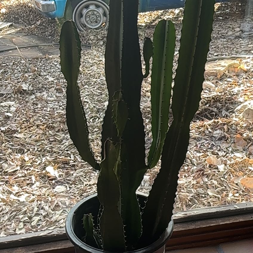 Photo of the plant species Desert Candle Cactus by @FlashySilvergum named James Dean on Greg, the plant care app