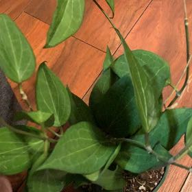 Photo of the plant species Hoya 'Pottsii Splash' by @QueenGriffin51 named Arturo on Greg, the plant care app