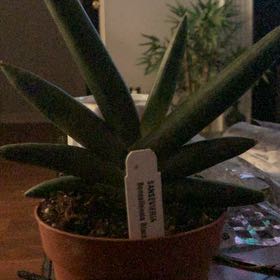 Photo of the plant species Starfish Snake Plant by @QueenGriffin51 named Grace Jones on Greg, the plant care app
