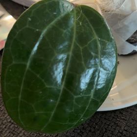 Photo of the plant species Hoya 'Sarawak' by @QueenGriffin51 named Sara on Greg, the plant care app