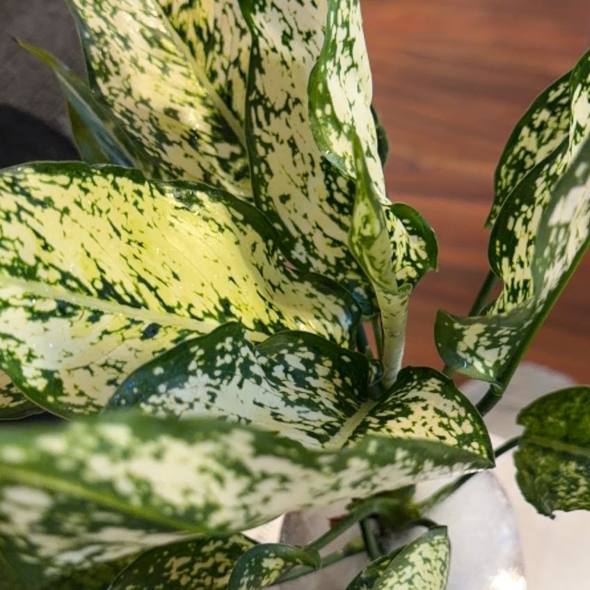 Photo of the plant species Aglaonema 'Snow White' by @QueenGriffin51 named Barbie on Greg, the plant care app