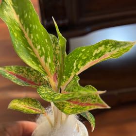 Photo of the plant species Aglaonema 'Night Sparkle' by @QueenGriffin51 named Penelope on Greg, the plant care app