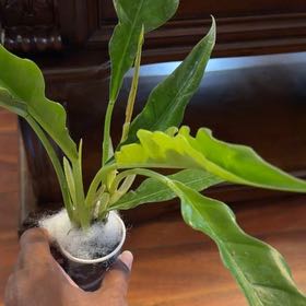 Photo of the plant species Philodendron Jungle Boogie by @QueenGriffin51 named Xena on Greg, the plant care app