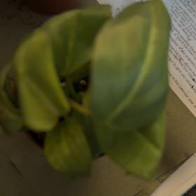 Photo of the plant species Gloriosum Dark Form by @QueenGriffin51 named Gloria on Greg, the plant care app