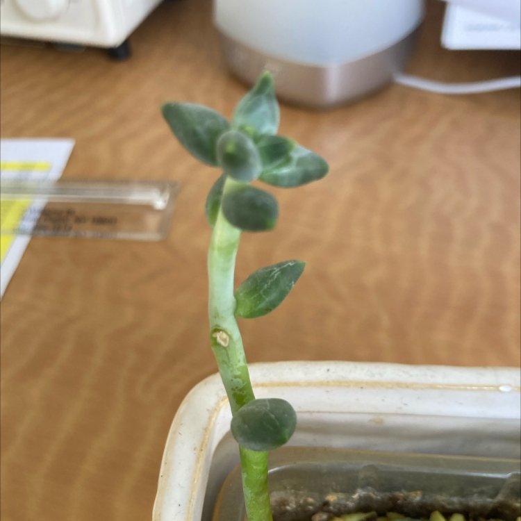 Photo of the plant species Snow Peas by @PoetHoyaserpens named Fernie Mercury - Work on Greg, the plant care app