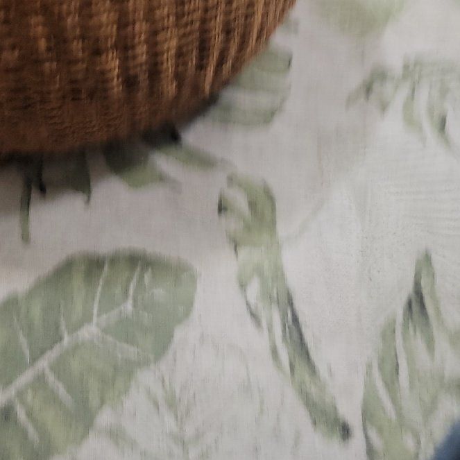 Photo of the plant species Champagne Palm by @DaintyGloriosa named Mando on Greg, the plant care app