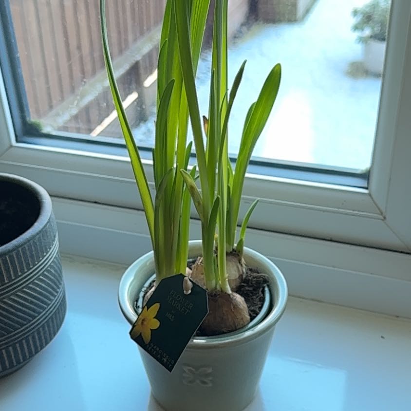 Photo of the plant species Daffodil by @CharleyM_95 named Sage on Greg, the plant care app