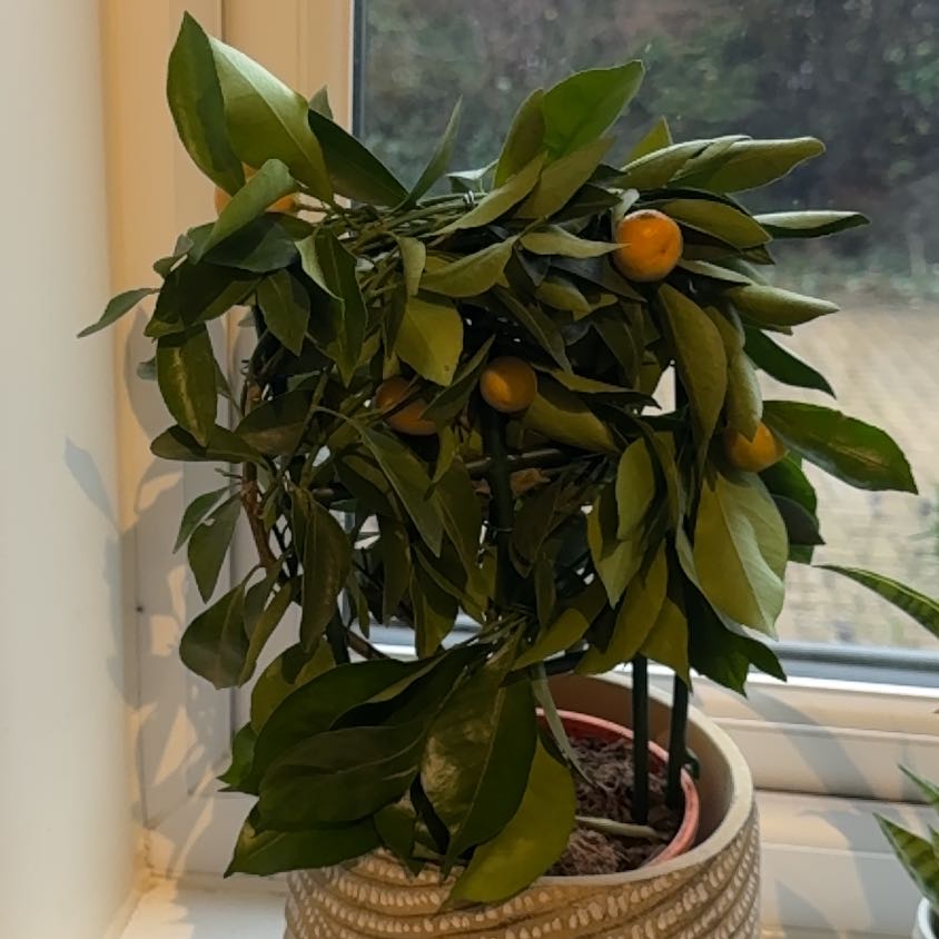 Photo of the plant species Mini Orange Tree by @CharleyM_95 named Otis on Greg, the plant care app