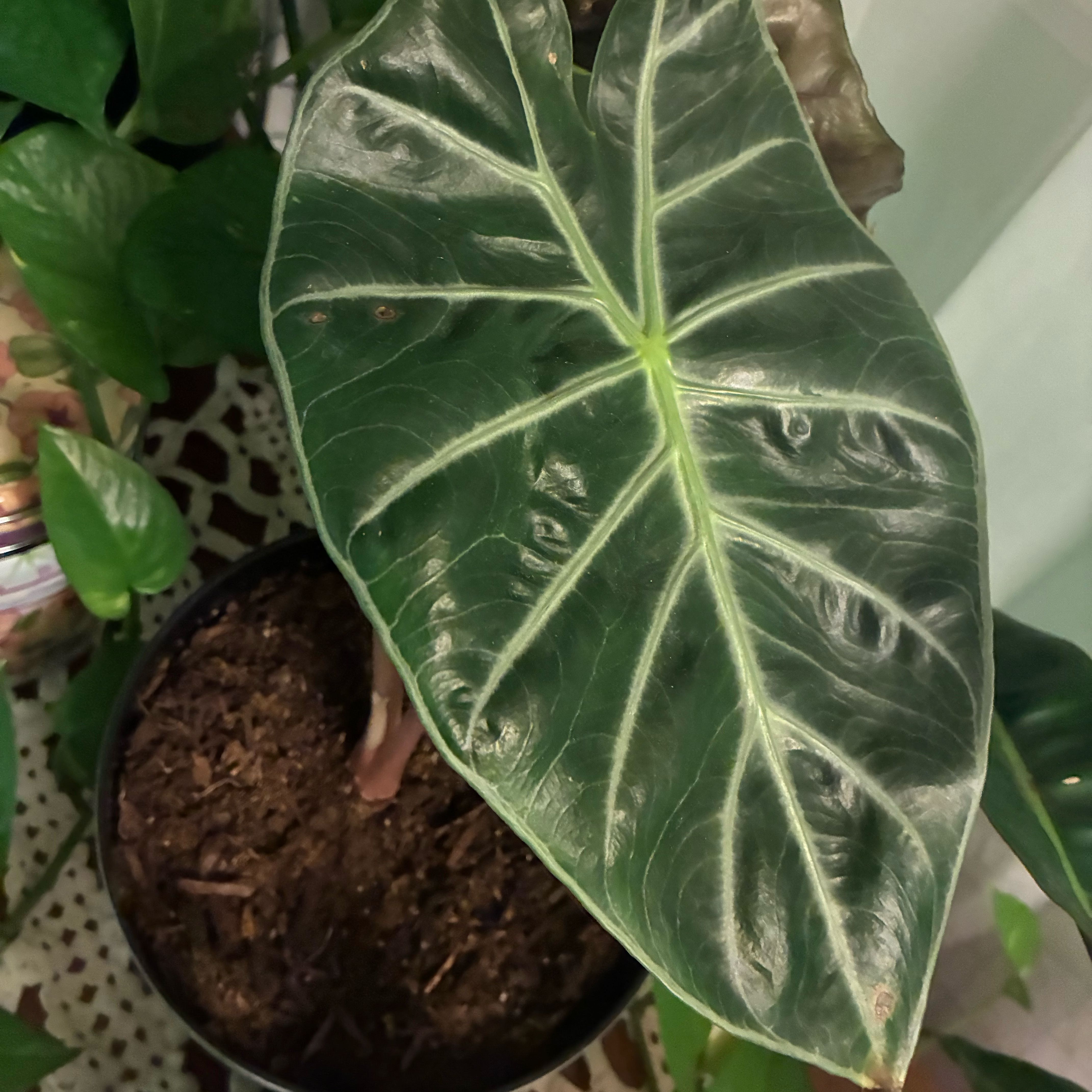 Photo of the plant species Alocasia Pink Dragon by @Shiningmetorite named Terra on Greg, the plant care app